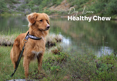 How to choose the best dog chews