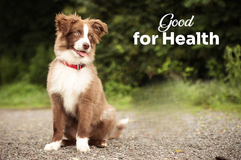 The Future of Dog Chews
